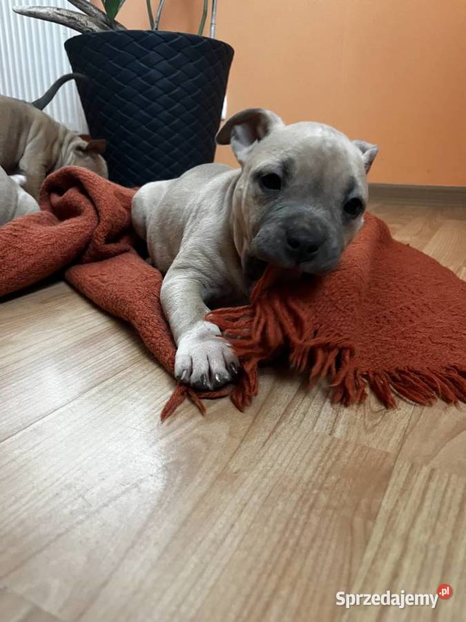 Sprzedam Amstaff Amstaff lubelskie Jastków