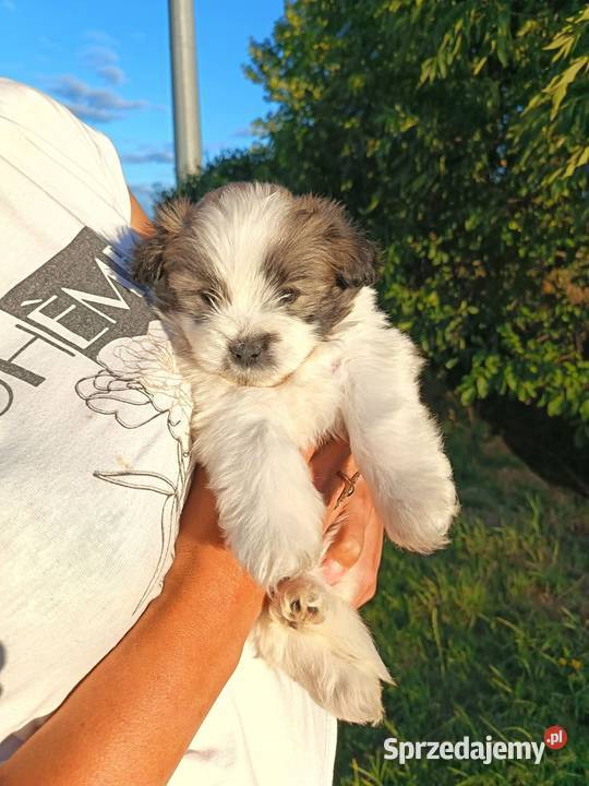 Piękne szczeniaki shih tzu Mińsk Mazowiecki