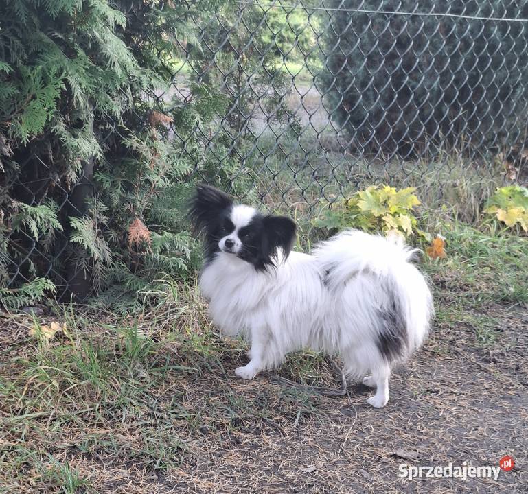Spaniel kontynentalny Papilon Pozostałe Łask