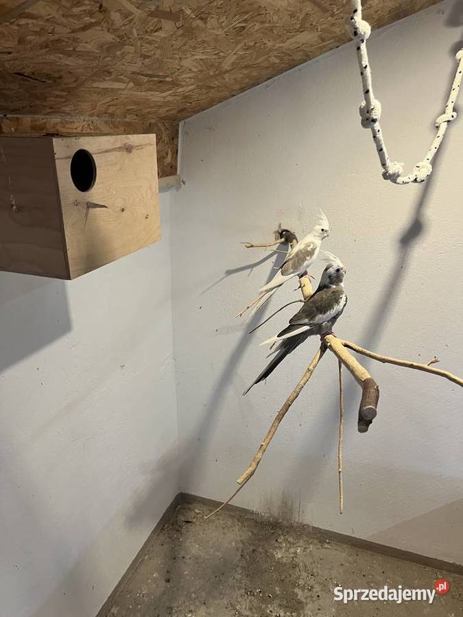 Papugi nierozłączki nimfy Mnichy Skrzyszów