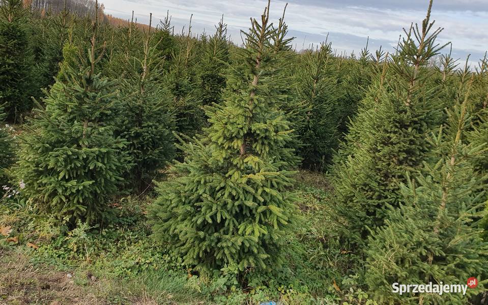 Choinki świąteczne hurt podlaskie