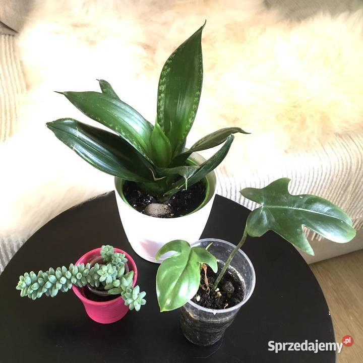 Rośliny domowe Dom i Ogród Warszawa sprzedam