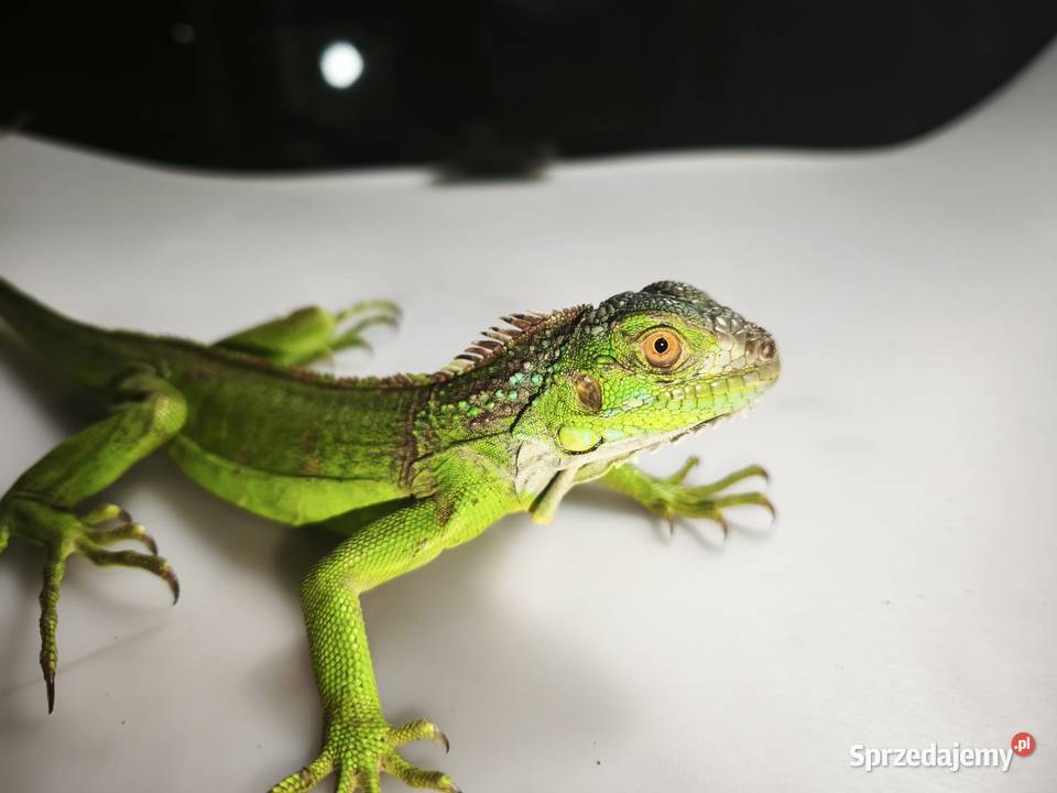 legwan zielony młody osobnik Wałbrzych
