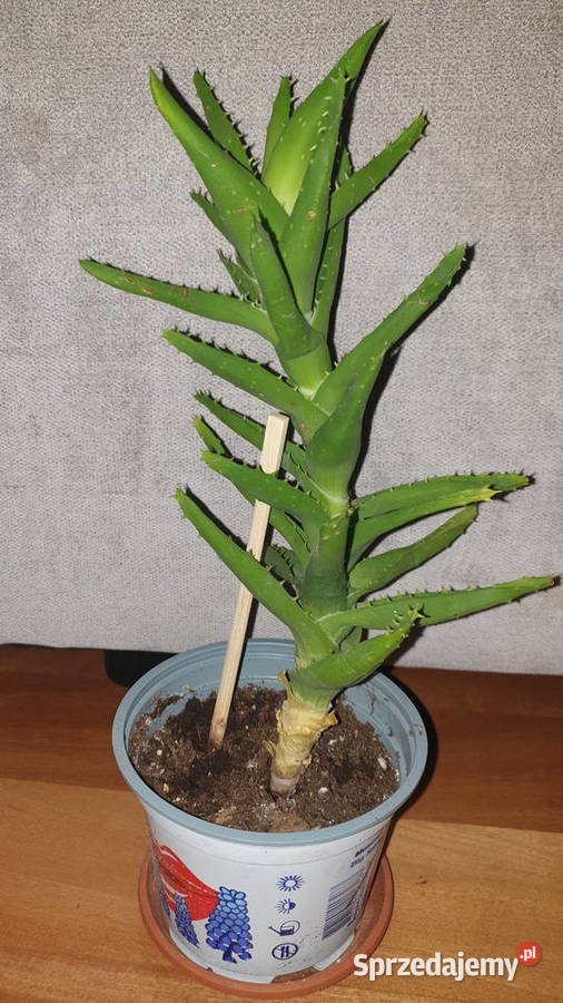 Aloes zielony roślina rosnąca wysokość 33 Warszawa
