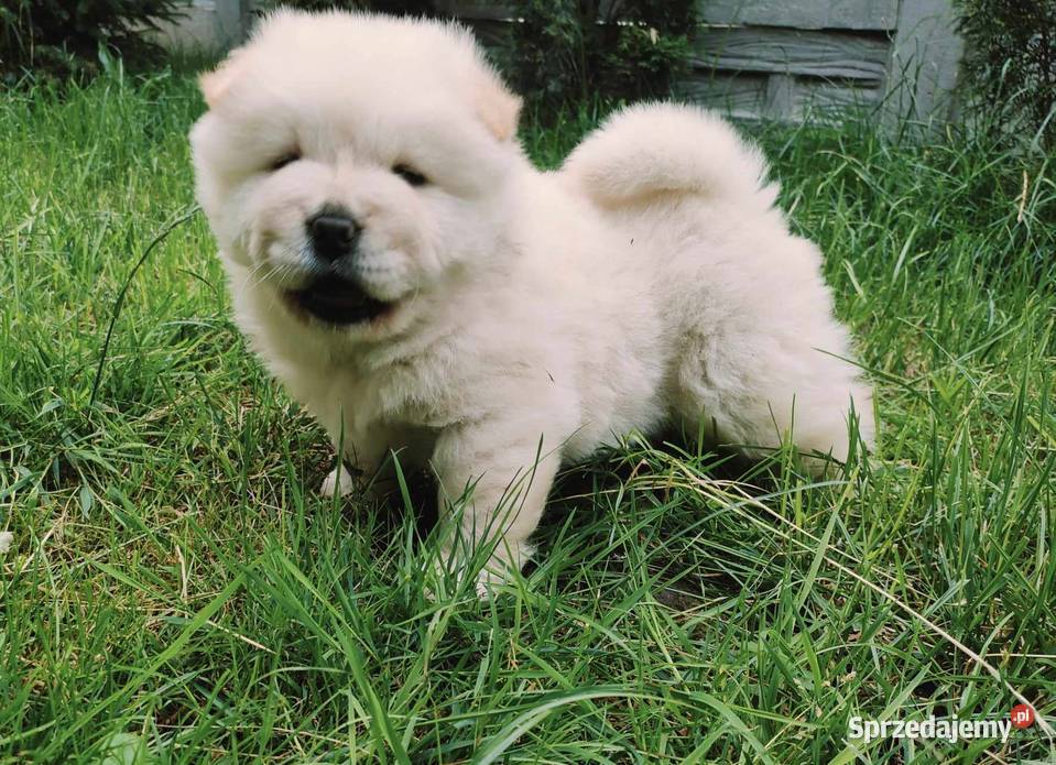 CZAU CZAU CHOW CHOW SUNIA I PIESEK PIĘKNE Drogusza