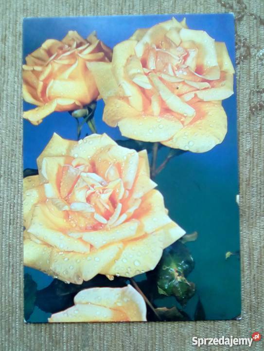 TRZY RÓŻE FOT ZAWADZKI Piszczac sprzedam