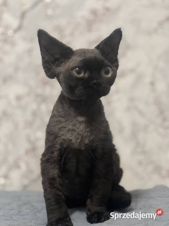 Kocur czarny Devon Rex Zabrze