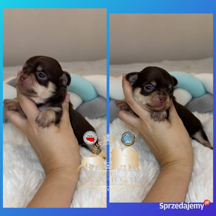 Chihuahua piesek krótkowłosy Choco Tan badania Bełchatów