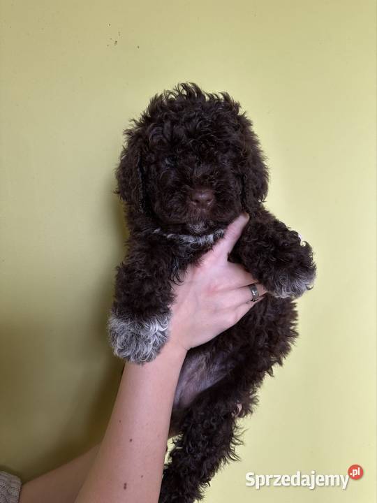 Lagotto Romagnolo ZKwP FCI
