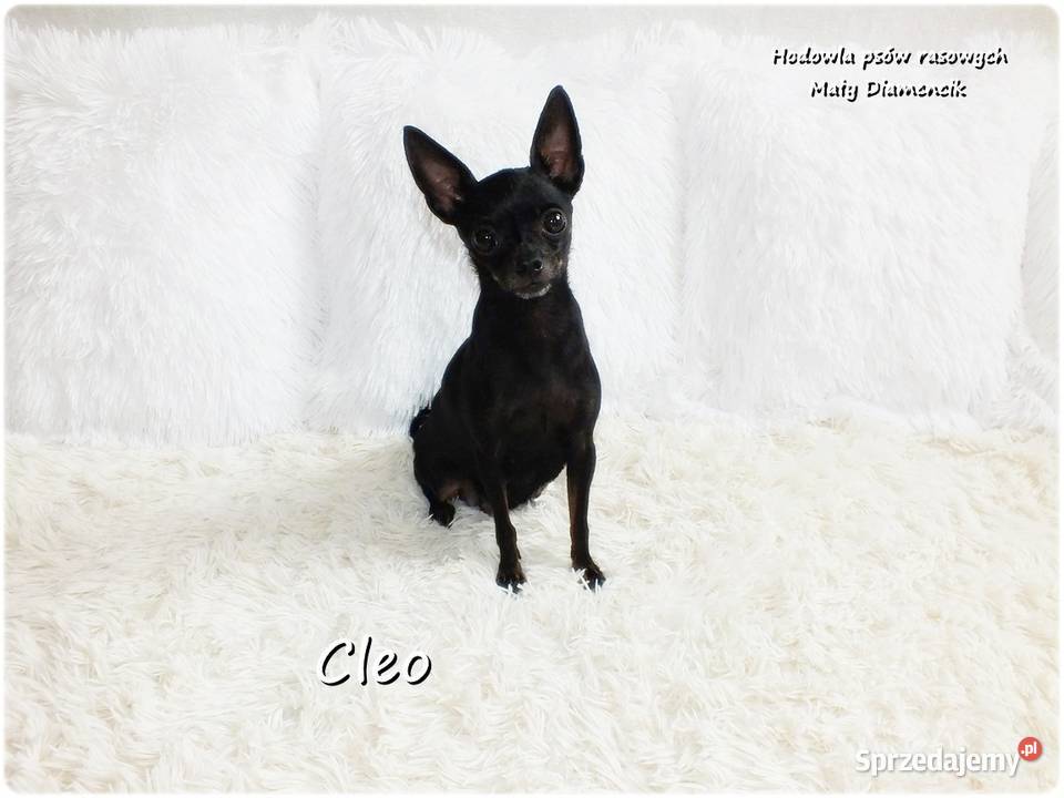 Mała sunia CLEO Pinczer Miniaturowy Ratlerek z Psy Żary