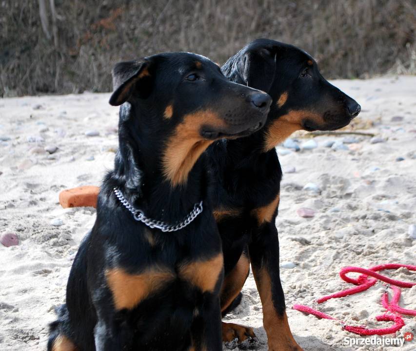 BEAUCERON piękne szczenięta z doskonałym Psy pomorskie Gdynia