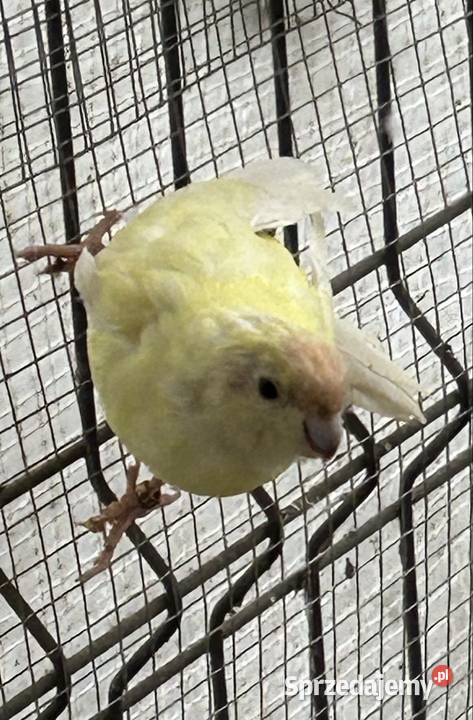 Sprzedam ptaki z zdjęcia Jutrosin sprzedam