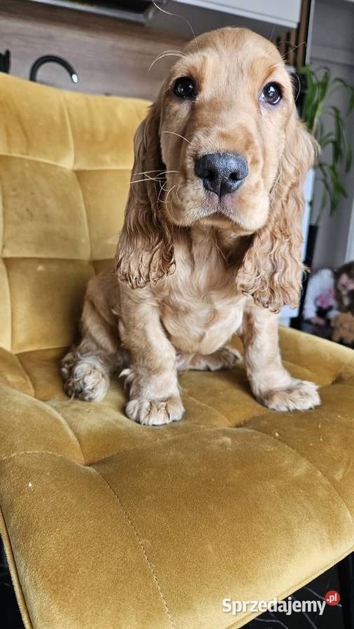 Cocker spaniel piesek Busko-Zdrój sprzedam