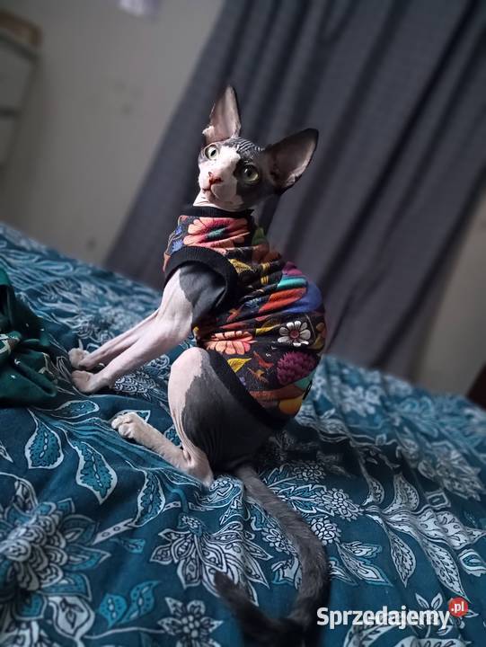 Sfinks Kanadyjski kotka FPL Pleszew