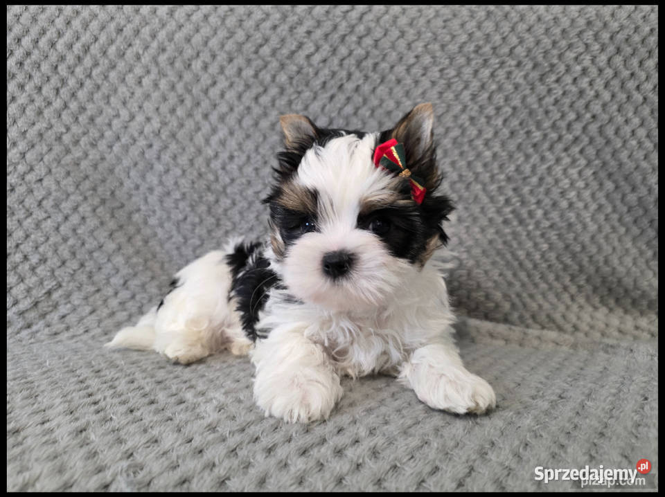 śliczne pieski Biewer York Malbork