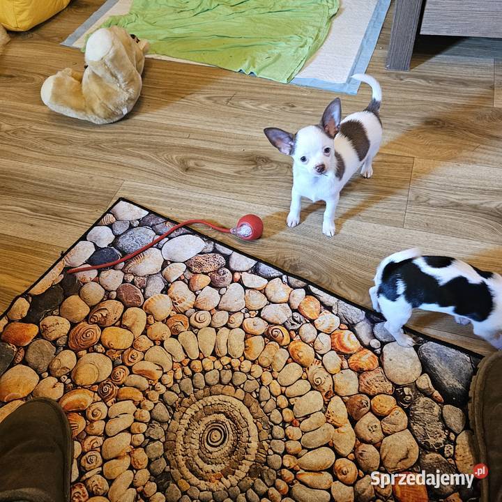 Chihuahua jedyny taki piesek mądry Całuśny Kołobrzeg