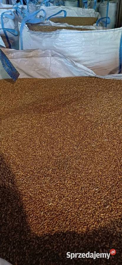 Pszenica jara Wólka Leśna