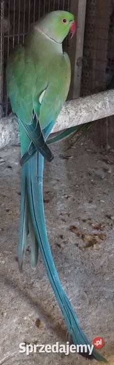 Papugi aleksandrety obrożnej śląskie Wodzisław Śląski