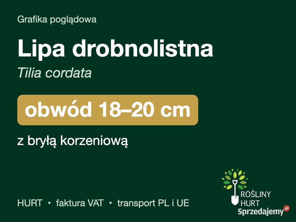 Lipa drobnolistna Tilia cordata obwód 1820 z