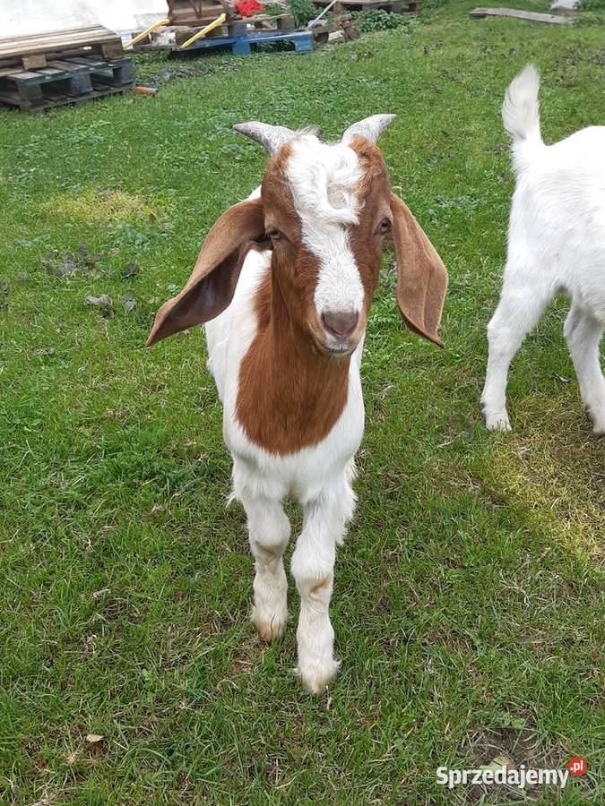 Koziołki burskie podkarpackie
