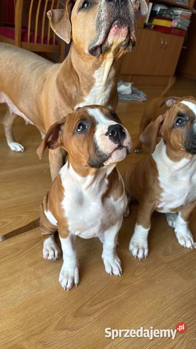 Amstaff FCI - gotowy od 11.05.2026 do odbioru