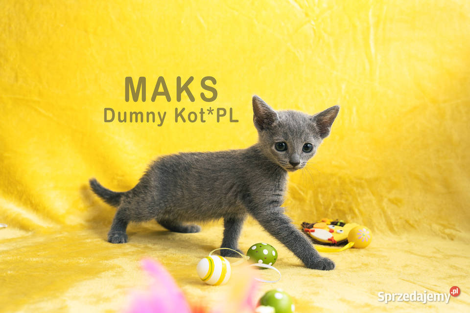 Kocięta Rosyjskie Niebieskie kujawsko-pomorskie Toruń