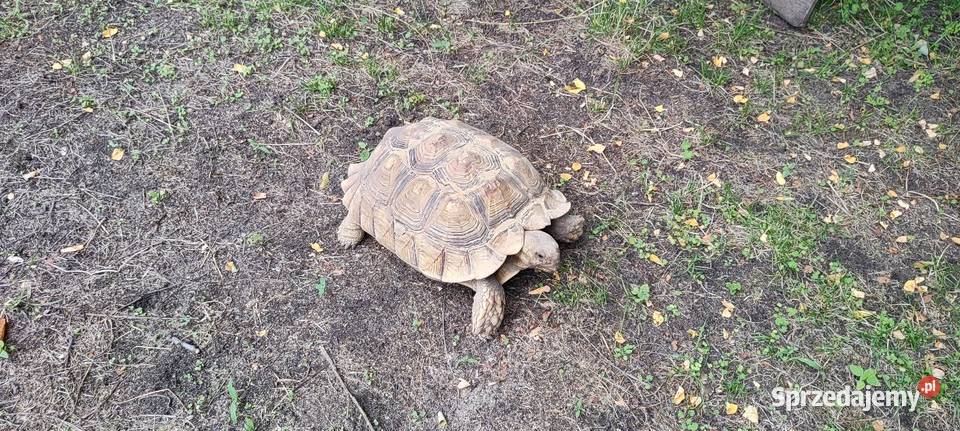 Żółw pustynny Centrochelys sulcata dwie duże sprzedam