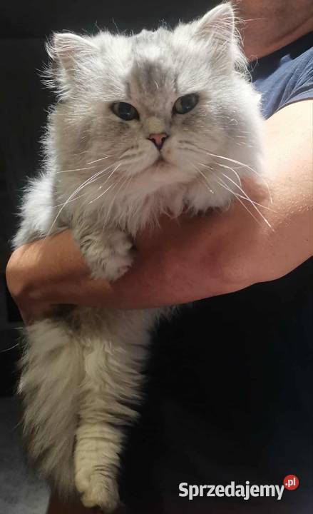 Reproduktor Brytyjski długowłosy FPL śląskie Myszków