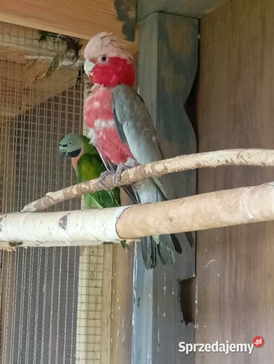 SamczYk kakadu Ptaki Wrzesiny