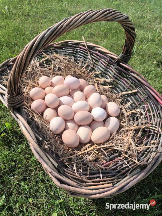 Jajka wiejskie Olbrachtowo