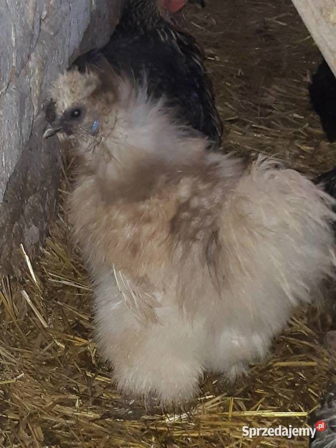 Silka silki koguty Poddębice