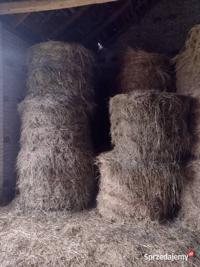 Siano w belach lubelskie Drążgów