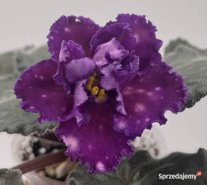 Fiołek afrykański kwitnąca sadzonka DnZori Pozostałe Jędrzejów