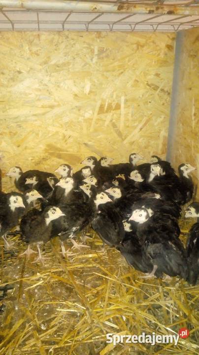 Indyk czarny kanadyjski