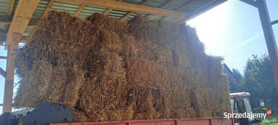 Sloma owsiana i zytnia pomorskie Łapino Kartuskie