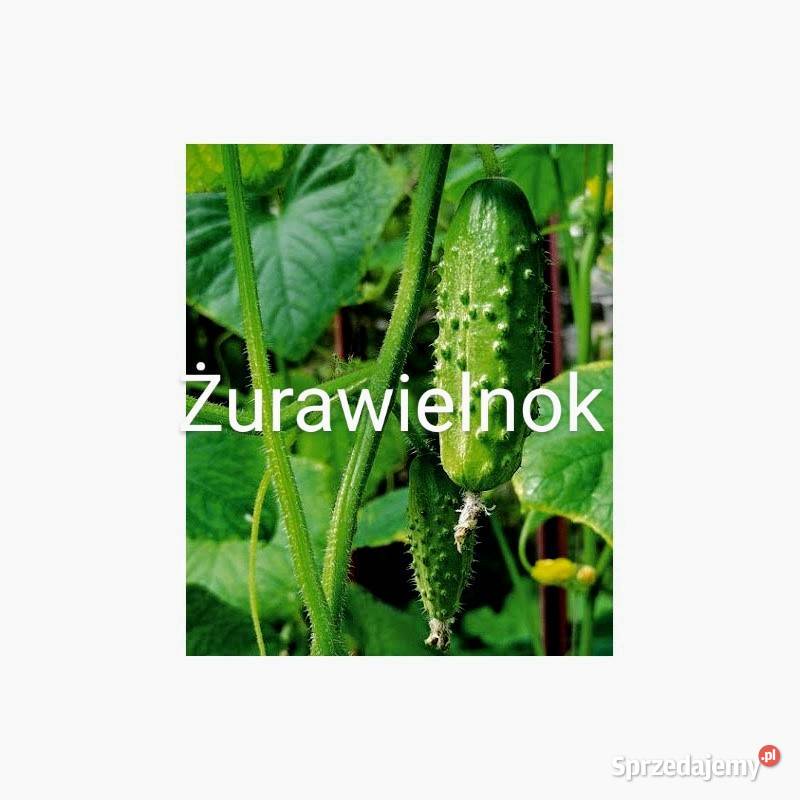 Ogórek wężowy Ogórki rosyjskie szklarniowe Kraków sprzedam