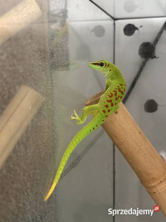 Felsuma Madagaskarska Phelsuma Gady i płazy Opole sprzedam
