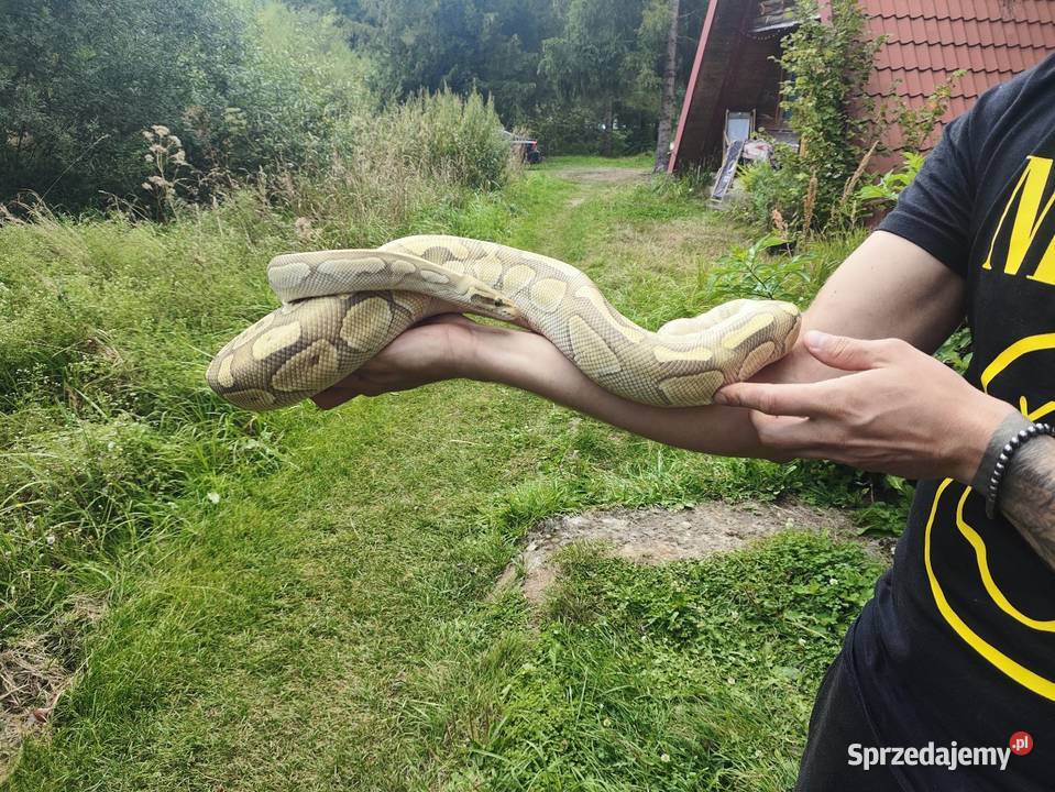 Piękne Regiusy Wetlina
