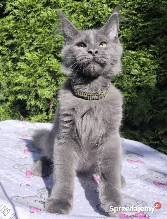 Maine Coon kotki dolnośląskie Wińsko