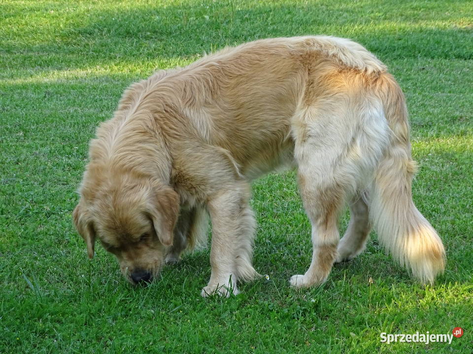 Golden retriever 15 miesięczny Golden Retriever Przysucha