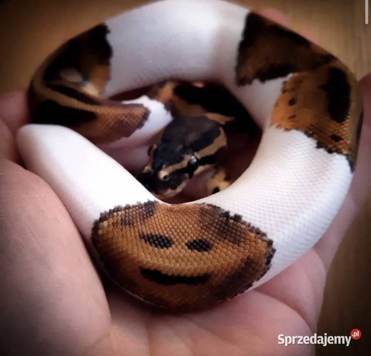 Wąż Pyton królewski Piebald Pied SMILE cb21 Gdańsk