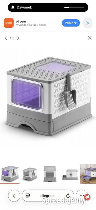 Kotka Brytyjska Niebieska Krótkowłosa Tarnów