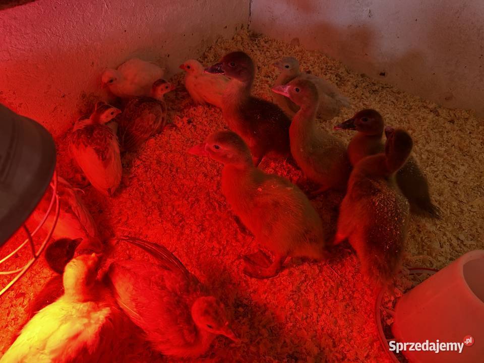Sprzedam indyki staropolskie kaczki piżmowe Czernichów