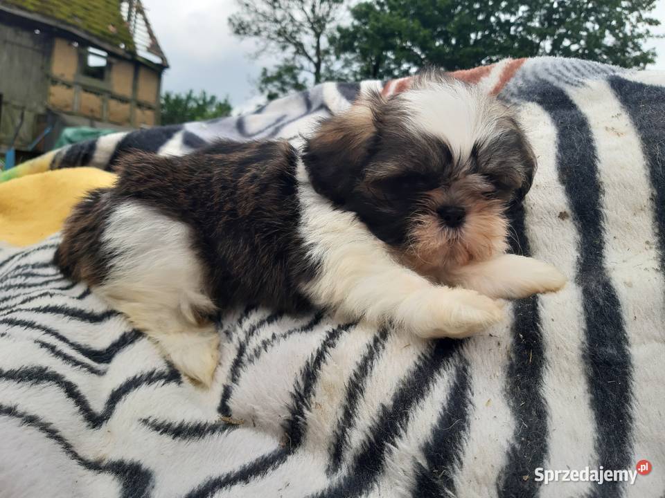 Pieski shih tzu śliczne i zadbane Shih Tzu Szczecinek