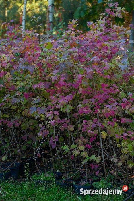 Kalina koralowa Viburnum opulus 3050 donica 2 l