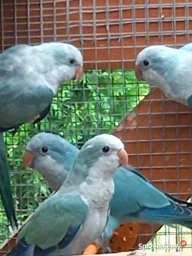 Papugi zmienią wolierę mazowieckie