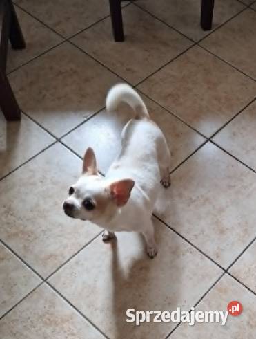 Do adopcjii dorosła suczka Chihuahua Chihuahua Częstochowa