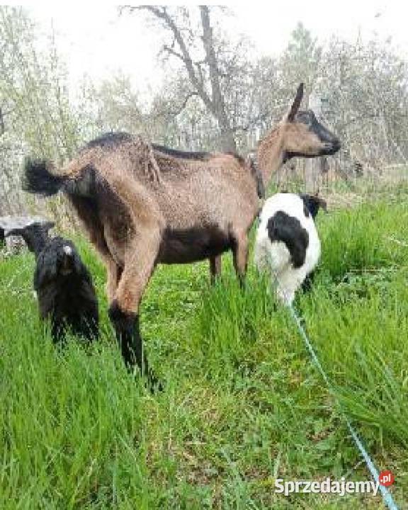 Koza z kózką i koziolkiem