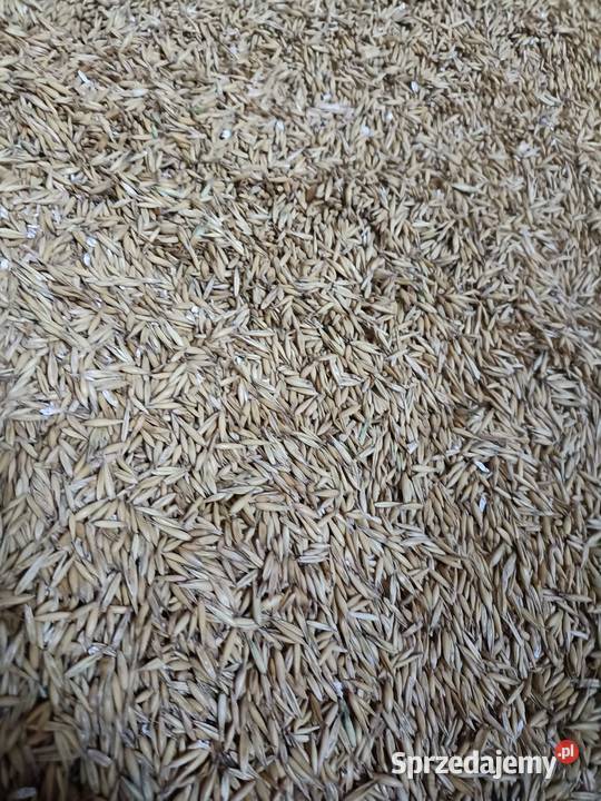 Owies jaryziarno mazowieckie Kębłowice