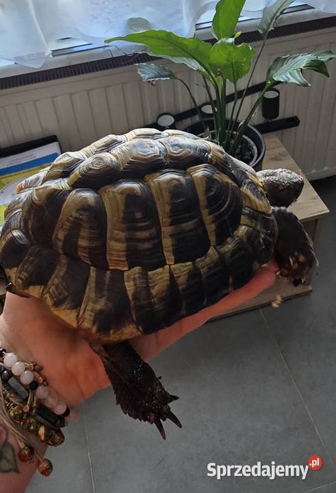 Sprzedam żółwia greckiego z papierami Gady i płazy Piła